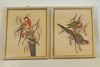 John Gould Native Birds Parrots Art Print Painting Set of 2