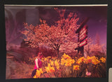 Vintage Foto Carsten Vancouver B.C. Queen Elizabeth Park Conservatory 4 3/4" x 6 1/2" Photograph