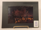 Vintage Foto Carsten Vancouver B.C. Queen Elizabeth Park Conservatory 4 3/4" x 6 1/2" Photograph