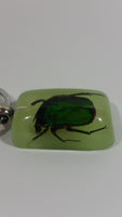 Light Green Acrylic Real June Bug Insect Keychain