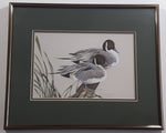 Ducks Unlimited Artist Art Lamay "Pintail Pals" 11" x 13" Framed Wildlife Art Print