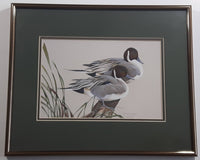Ducks Unlimited Artist Art Lamay "Pintail Pals" 11" x 13" Framed Wildlife Art Print