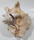 Large 8" Tall Horn Queen Conch Shell Coin Bank