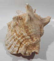 Large 8" Tall Horn Queen Conch Shell Coin Bank