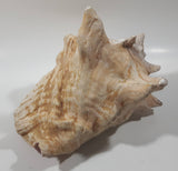 Large 8" Tall Horn Queen Conch Shell Coin Bank