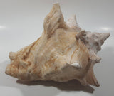 Large 8" Tall Horn Queen Conch Shell Coin Bank