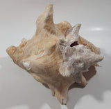 Large 8" Tall Horn Queen Conch Shell Coin Bank