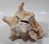 Large 8" Tall Horn Queen Conch Shell Coin Bank