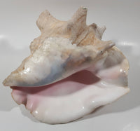 Large 8" Tall Horn Queen Conch Shell Coin Bank