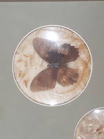Vintage Butterfly Insect Specimens 13 1/2" x 15" Framed Wall Hanging