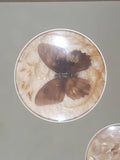 Vintage Butterfly Insect Specimens 13 1/2" x 15" Framed Wall Hanging