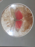 Vintage Butterfly Insect Specimens 13 1/2" x 15" Framed Wall Hanging