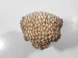 Vintage Seashell Covered Poodle Ornament 5 1/2" Tall